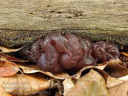 Attēlu rezultāti vaicājumam “Ascotremella faginea”