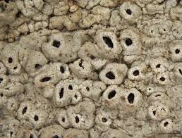 Attēlu rezultāti vaicājumam “Thelotrema lepadinum”