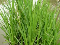 Attēlu rezultāti vaicājumam “Sparganium erectum aggr. fruit”