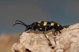 Attēlu rezultāti vaicājumam “Leptura quadrifasciata”