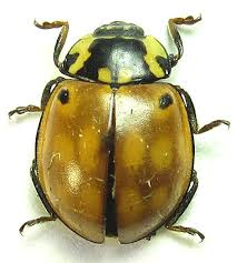 Attēlu rezultāti vaicājumam “Anatis ocellata”