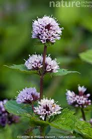 Attēlu rezultāti vaicājumam “Mentha x piperita”