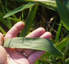 Attēlu rezultāti vaicājumam “Phragmites communis fruit”