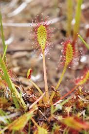 Attēlu rezultāti vaicājumam “Drosera anglica”