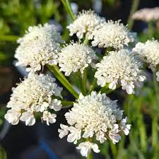 Attēlu rezultāti vaicājumam “Oenanthe aquatica flower”