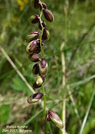 Attēlu rezultāti vaicājumam “Melica nutans flower”