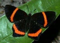 Image result for Papilionoidea