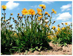 Attēlu rezultāti vaicājumam “Arnica montana”