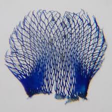 Attēlu rezultāti vaicājumam “Sphagnum fimbriatum”