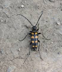 Attēlu rezultāti vaicājumam “Leptura quadrifasciata”