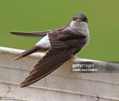 Attēlu rezultāti vaicājumam “Delichon urbicum”