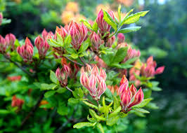 Attēlu rezultāti vaicājumam “Rhododendron calendulaceum flower”