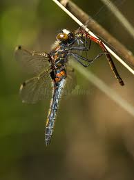 Attēlu rezultāti vaicājumam “Leucorrhinia rubicunda”