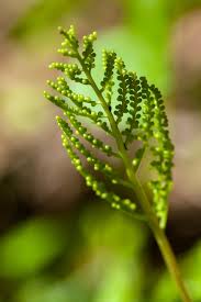 Attēlu rezultāti vaicājumam “Botrychium virginianum”