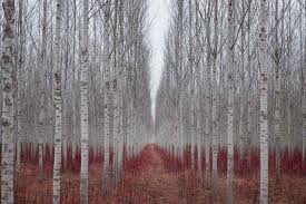 Attēlu rezultāti vaicājumam “Populus alba”