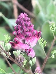 Attēlu rezultāti vaicājumam “Fumaria officinalis flower”