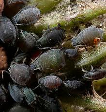 Attēlu rezultāti vaicājumam “Aphis fabae”