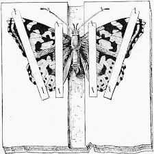 Attēlu rezultāti vaicājumam “Platyptilia gonodactyla imago”