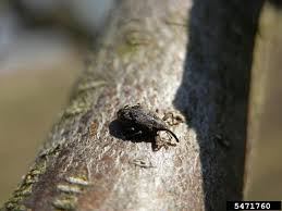 Attēlu rezultāti vaicājumam “Anthonomus pomorum”