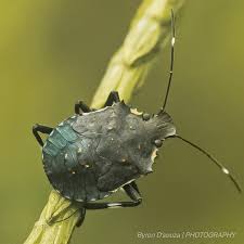 Attēlu rezultāti vaicājumam “Pentatomidae”
