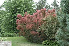 Attēlu rezultāti vaicājumam “Cotinus coggygria”