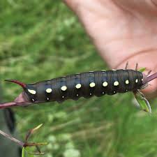 Attēlu rezultāti vaicājumam “Hyles gallii imago”