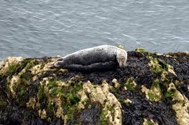 Image result for Halichoerus grypus