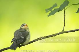 Attēlu rezultāti vaicājumam “Cyanistes caeruleus juvenile”