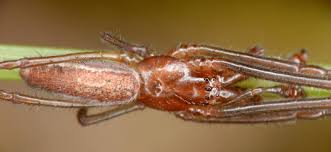 Attēlu rezultāti vaicājumam “Tetragnatha extensa”
