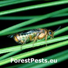 Attēlu rezultāti vaicājumam “Gilpinia”