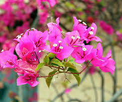 Image result for bougainvillea