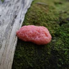 Attēlu rezultāti vaicājumam “Tubifera montana spores”