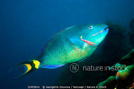 Image result for Sparisoma viride