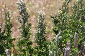 Image result for Artemisia vulgaris