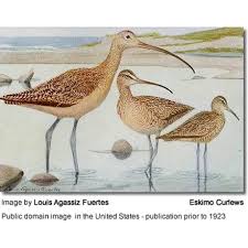 Image result for Numenius borealis