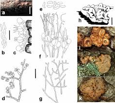 Attēlu rezultāti vaicājumam “Craterocolla cerasi”