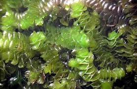 Attēlu rezultāti vaicājumam “Jungermannia leiantha sporophyte”