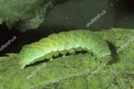 Attēlu rezultāti vaicājumam “Euplexia lucipara”