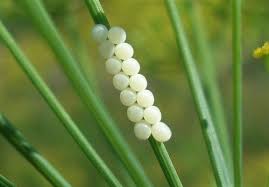 Attēlu rezultāti vaicājumam “Cribraria costata”