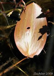 Attēlu rezultāti vaicājumam “Potamogeton natans leaf”