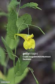 Attēlu rezultāti vaicājumam “Impatiens noli-tangere leaf”
