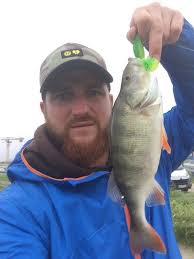 Image result for Morone americana