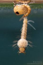 Attēlu rezultāti vaicājumam “Culex pipiens larva”