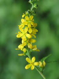 Attēlu rezultāti vaicājumam “Agrimonia pilosa bud”