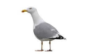 Image result for Larus cachinnans