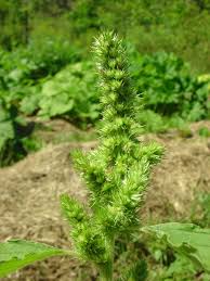 Attēlu rezultāti vaicājumam “Amaranthus retroflexus flower”