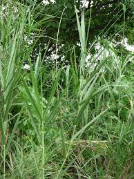 Attēlu rezultāti vaicājumam “Phragmites communis fruit”
