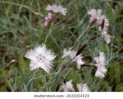 Attēlu rezultāti vaicājumam “Dianthus arenarius bud”