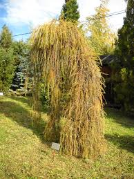 Attēlu rezultāti vaicājumam “Larix decidua var. polonica”