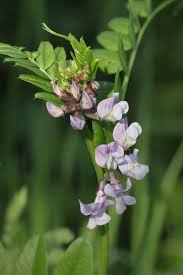 Attēlu rezultāti vaicājumam “Vicia sepium fruit”